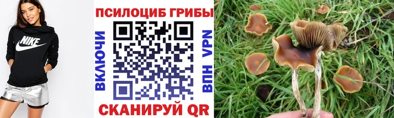 Псилоцибиновые грибы мицелий  блэк спрут как войти  Шахты 